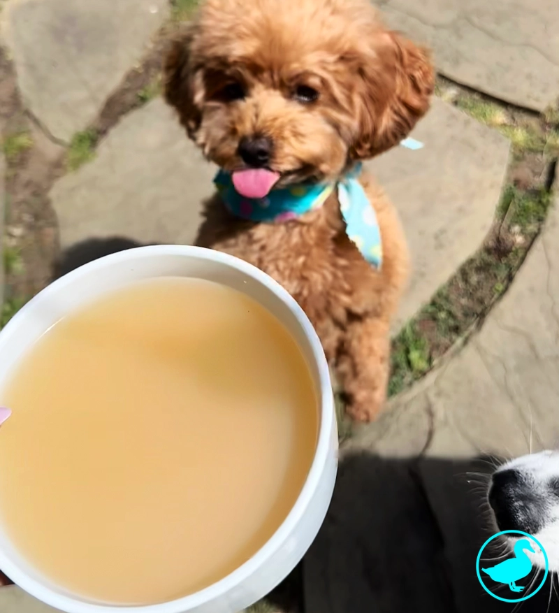 duck bone broth 3.webp duck bone broth 3.webp