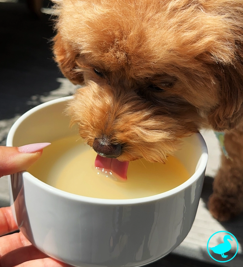 duck bone broth 4.webp duck bone broth 4.webp